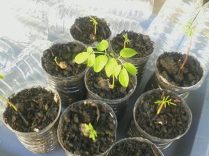 moringa oleifera seedlings